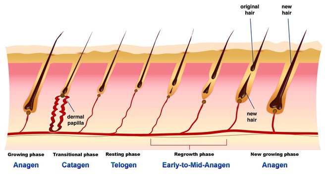 how to regrow fallen hairs